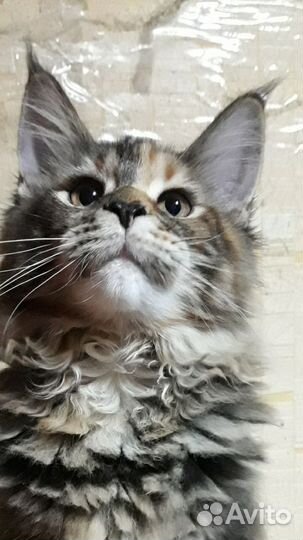 Котята мейн-кун