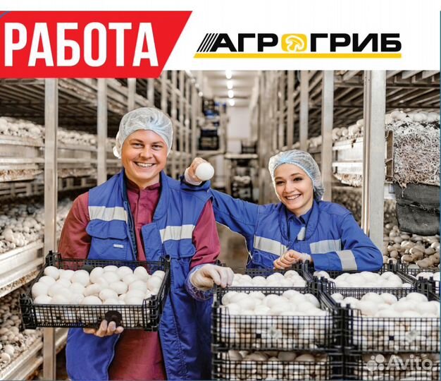 Сборщик грибов без опыта