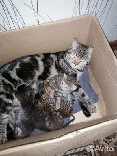 Продам мать шатланка, отец вислаухий британец