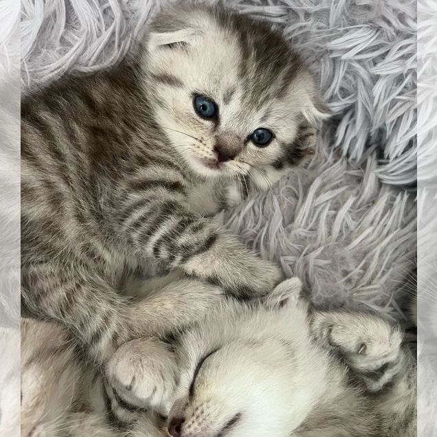 Шотландский вислоухий короткошёрстный котёнок