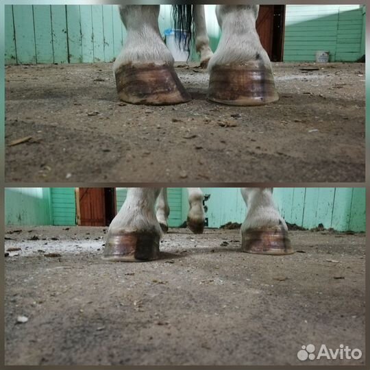 Расчистка копыт