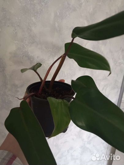 Обмен филодендрон на фикус