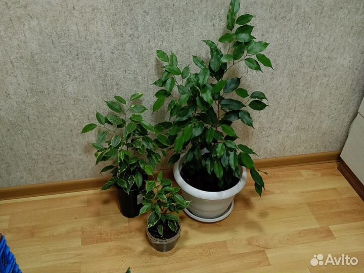 Цветы комнатные разные