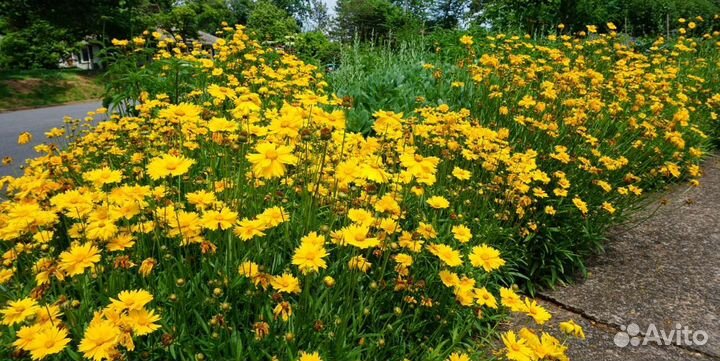 Многолетний кореопсис