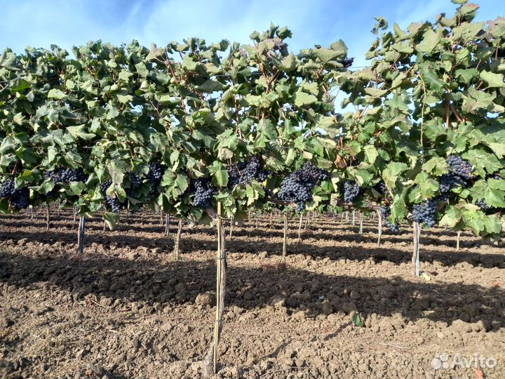 Виноград Саперави и Молдова