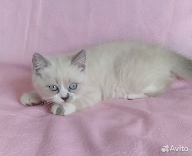 Шотландские котята