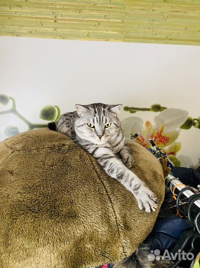 Передержка собак и кошек