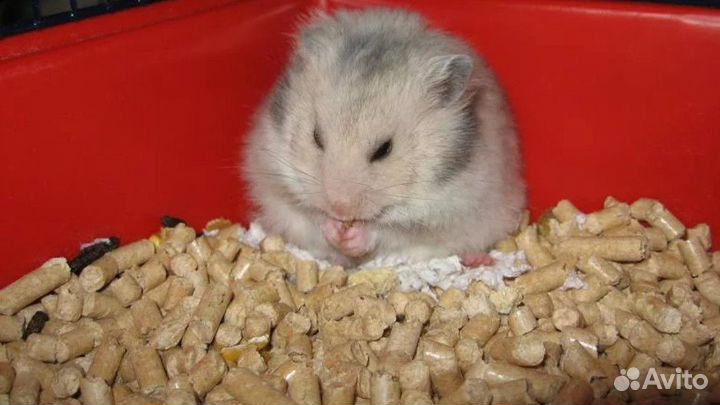 Гранулы для домашних животных