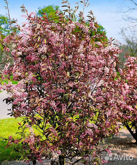 Черемуха краснолистная Колората саженцы