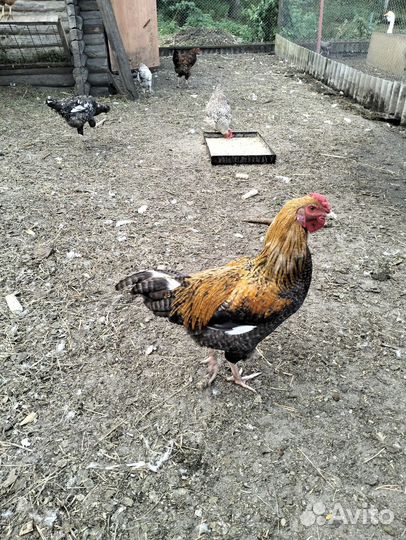 Молодые петухи