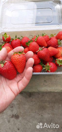 Саженцы клубники (фриго с европы) опт и розница