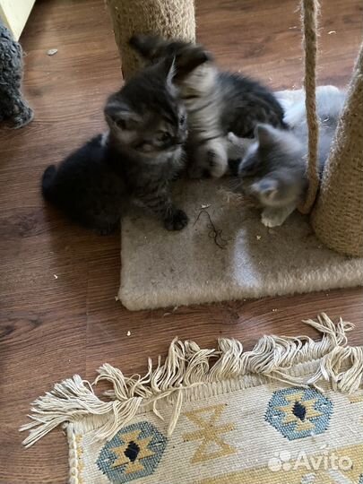 Британские котята