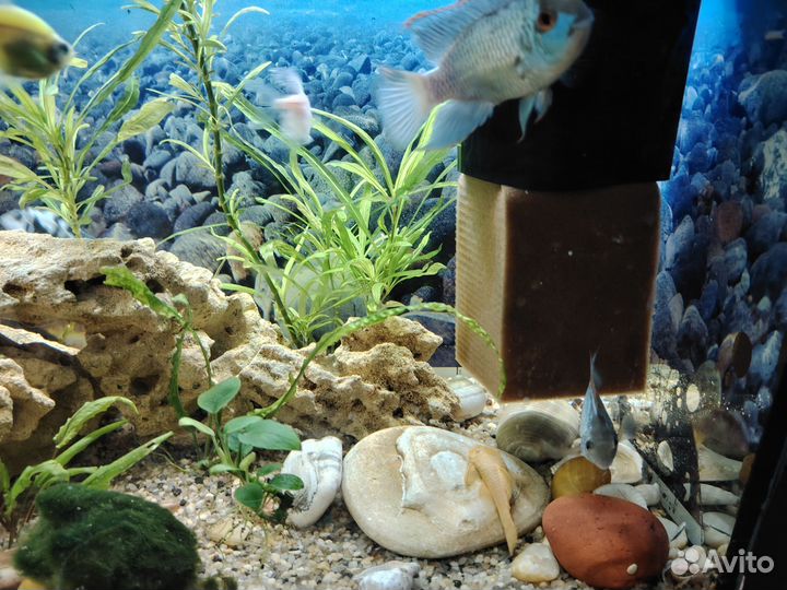 Аквариум