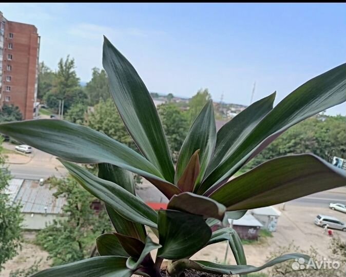 Рэо традесканция