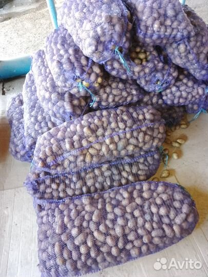 Продам семенной картофель