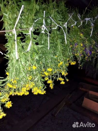 Лечебные травы