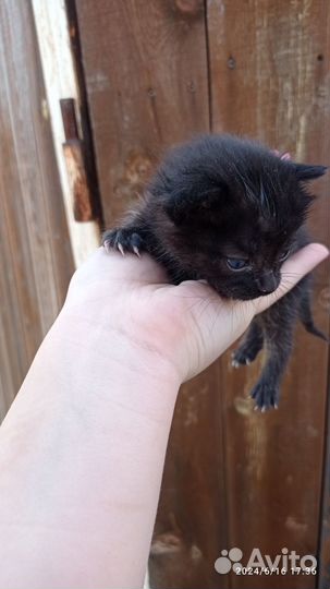 Отдам даром котят