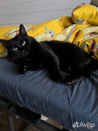 Чёрный принц