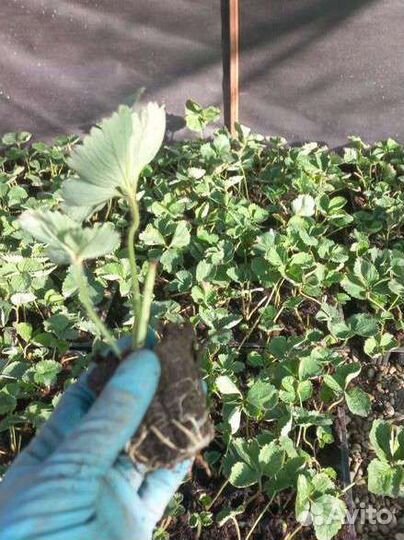 Рассада Априка