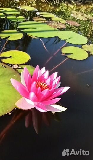 Нимфеи лилии, растения для пруда и прибрежной зоны