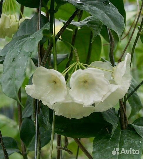 Хойя хоя hoya Danumensis