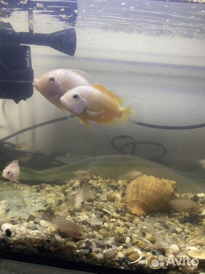 Мальки Тилапии