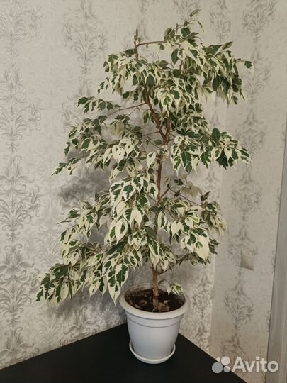 Фикус бенджамина