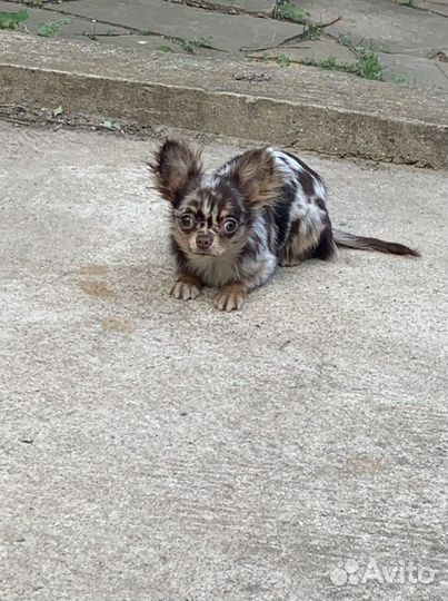 Чихуахуа яркая Масяня Мэрле