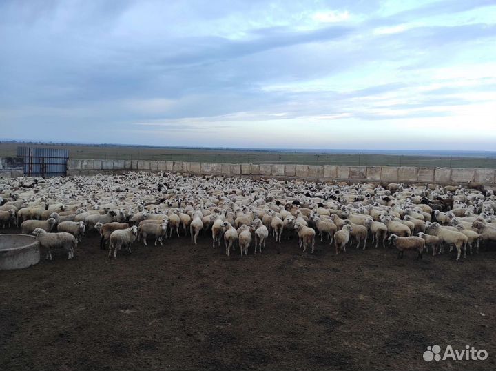 Овцы, ягнята, бараны, баранина