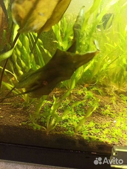 Валлиснерия спиральная