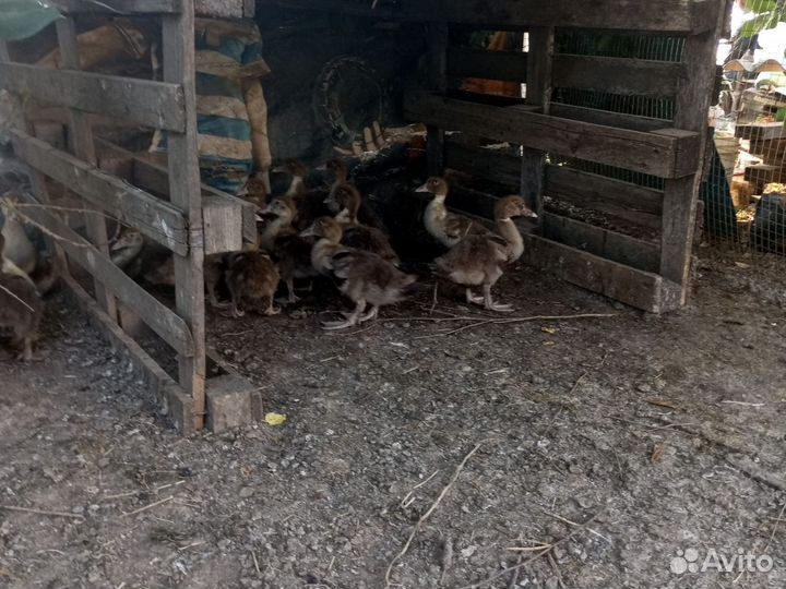 Мускусные утята индоутки тяж.кросс