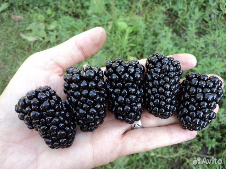 Саженцы ежевики