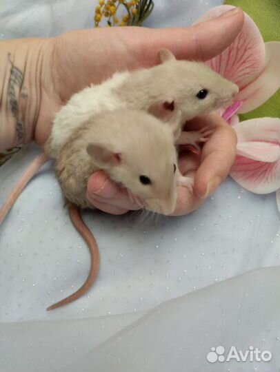 Крыса крысята.Дамбо сиамы