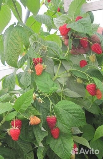 Малина Энросадира саженцы