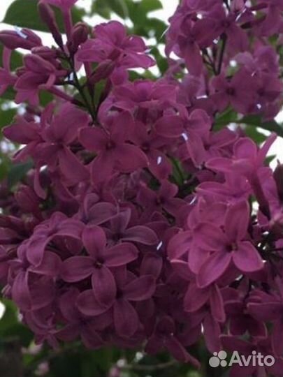 Садовые растения