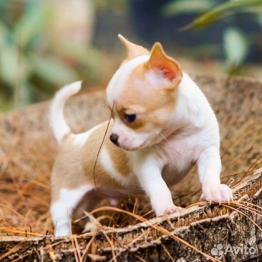 С Р О Ч Н О Чихуахуа на выбор, мини мальчики