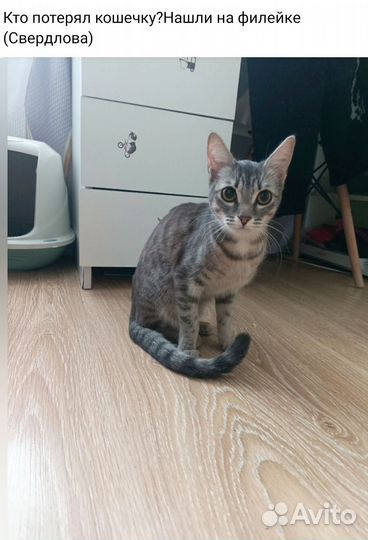 Найдена кошка