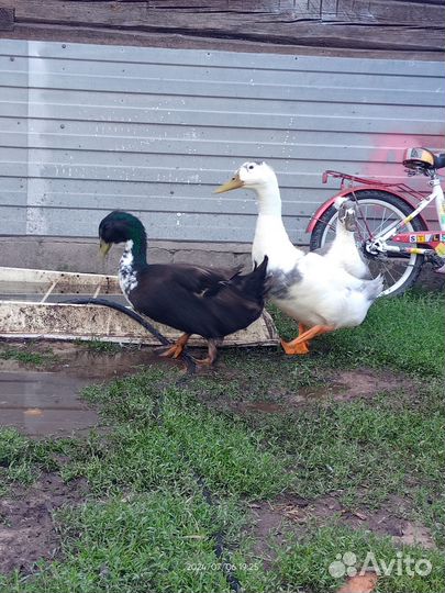 Утки башкирские