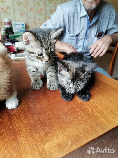Отдадим котят в добрые руки