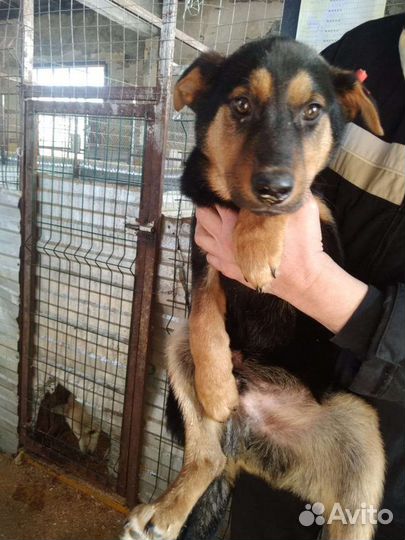 Щенки с приюта ищут добрые руки