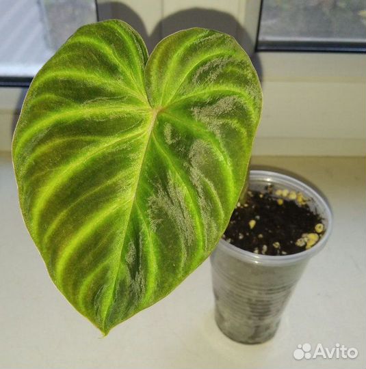 Филодендроны