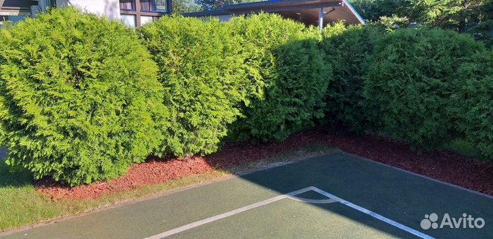 Услуги садовника