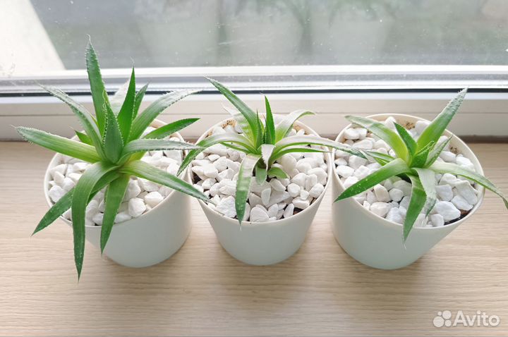 Детки Алоэ остистое(Аристата)