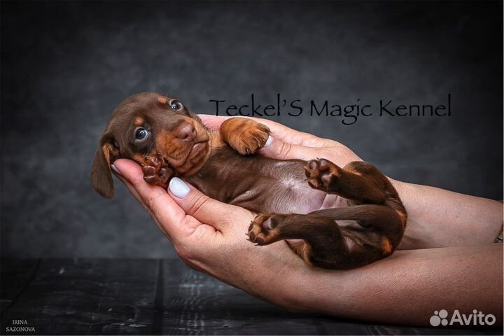 Толстолапая шоколадная сарделина, питомник