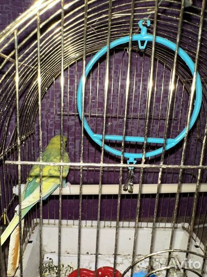 Попугай вместе с клеткой