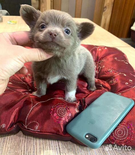 Чихуахуа мини Лиловый Пупс