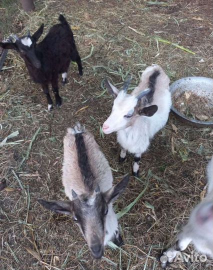 Козы и козлята продажа