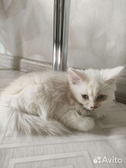 Кошка в дар