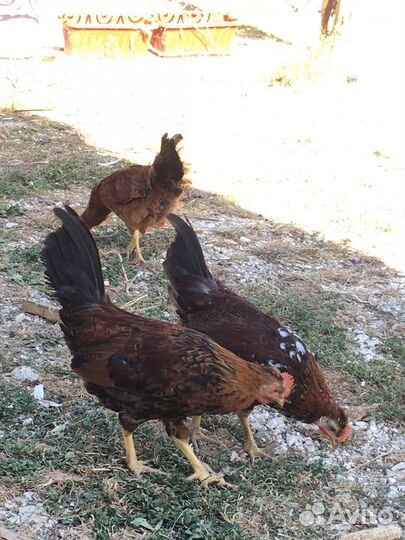 Петушки карликовые