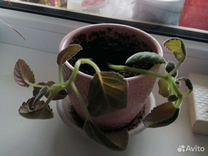 Гиппеаструм